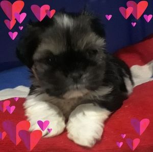 Meet your Posher, Elsa